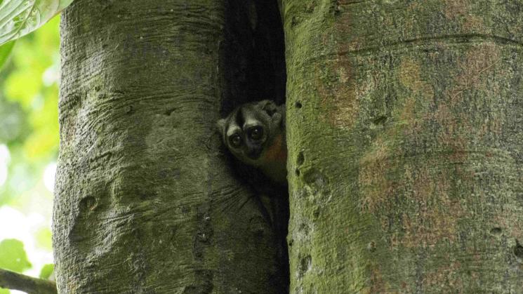 RIESGO. El mono musmuqui es una especie nocturna vulnerable. Los habitantes de la comunidad Cushillo Cocha, en Loreto, piden su protección.
