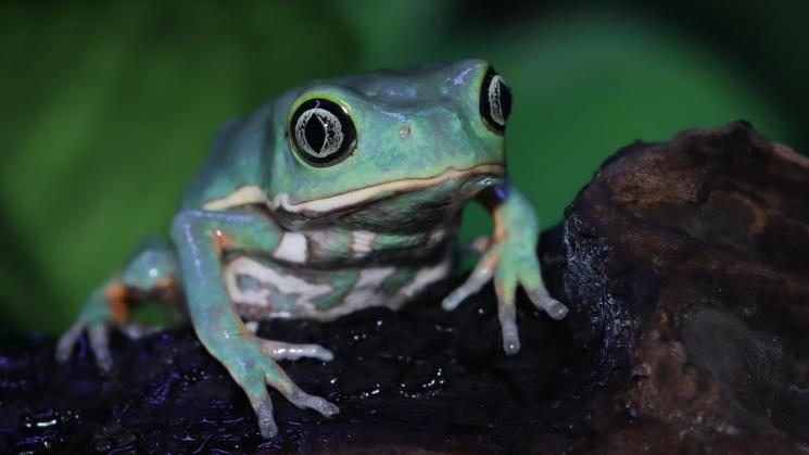 BIODIVERSIDAD. La secreción de la conocida rana kambó ha sido utilizada durante generaciones por comunidades indígenas de la Amazonía como analgésico y antibiótico. 