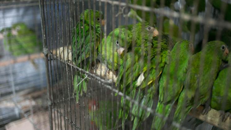 PROTECCIÓN. Perú asistirá a la Conferencia de las Partes de Biodiversidad, un evento internacional clave para enfrentar el tráfico de especies forestales y de fauna.