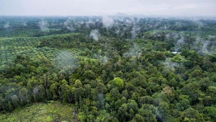 AMAZONÍA. El investigador James MacCarthy explica que las zonas que se están deforestando rápidamente tienden a sufrir más incendios forestales.