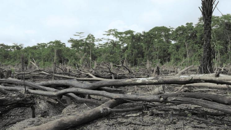SALUD. La deforestación en la Amazonía está vinculada a 21 enfermedades. Venezuela, Surinam y Perú son los países más afectados por ellas.