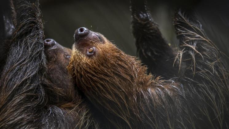 VÍCTIMAS. Por sus movimientos lentos, los perezosos son un blanco fácil de tráficantes ilegales que abastecen su demanda como mascota, en zoológicos y en el turismo.