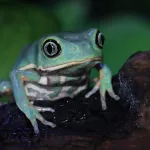 BIODIVERSIDAD. La secreción de la conocida rana kambó ha sido utilizada durante generaciones por comunidades indígenas de la Amazonía como analgésico y antibiótico. 