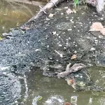 AFECTACIONES. Derrame se extendió 75 kilómetros por el río Pastaza, afectando a comunidades indígenas kichwa y achuar, según informe del OEFA.
