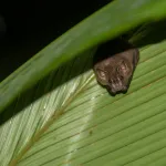 CARACTERÍSTICA. Investigadores han detectado ocho tipos de construcciones desarrolladas por murciélagos para protegerse de sus depredadores.