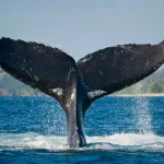 CIERRE. El viernes 13 de junio culminó la conferencia sobre los océanos que reunió a jefes de Estado de 50 países.