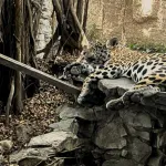 ESCALA. Alrededor de 13 millones de animales en todo el mundo fueron incautados entre 2015 y 2021, entre ellos jaguares.