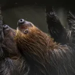 VÍCTIMAS. Por sus movimientos lentos, los perezosos son un blanco fácil de tráficantes ilegales que abastecen su demanda como mascota, en zoológicos y en el turismo.