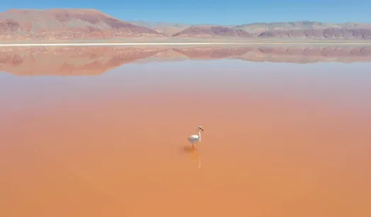 DANGER. The flamingo population in the Atacama desert has decreased in recent years.