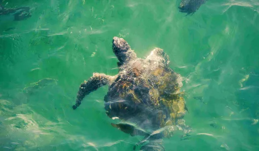 RIQUEZA. La futura Reserva Nacional Mar Tropical de Grau es parte de un ecosistema que concentra el 60% de los recursos hidrobiológicos del Perú.