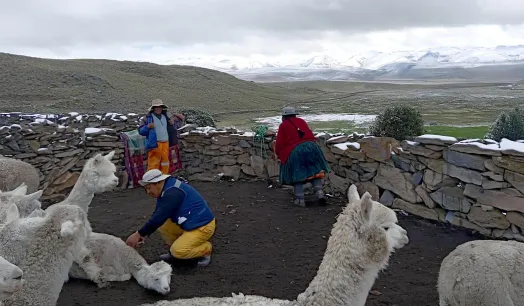 PREOCUPACIÓN. Familias alpaqueras de Pusa Pusa temen que el Midagri desconozca los compromisos asumidos por la ejecución de Majes Siguas II.