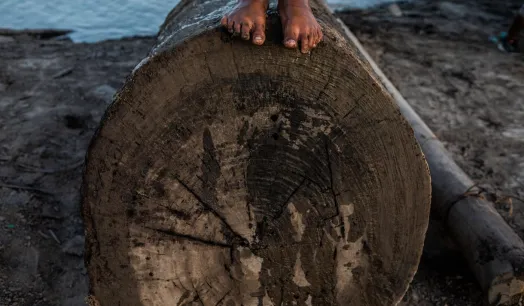 WORK. OjoPúblico team identifies that 55% of the timber traded by forest concessionaires in the Peruvian Amazon have high and very high risk indicators of being illegal.