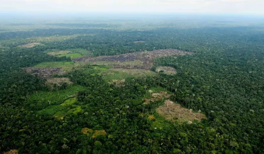 ADVANCE. In recent years, according to UNODC reports, coca leaf cultivation has increased in the Bolivian, Colombian and Peruvian Amazon.