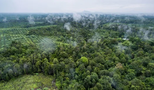 AMAZONÍA. El investigador James MacCarthy explica que las zonas que se están deforestando rápidamente tienden a sufrir más incendios forestales.