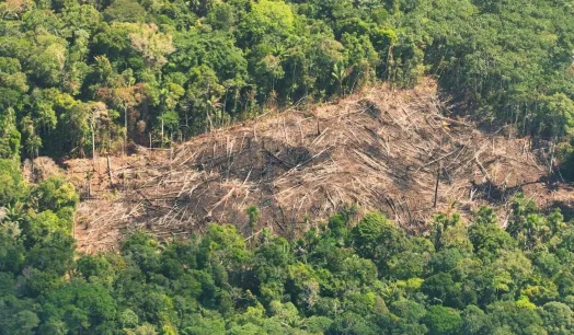 AVANCE. En distritos donde se encuentran reservas indígenas transitadas por pueblos en aislamiento aumentó la pérdida de bosques y cultivos de hoja de coca.