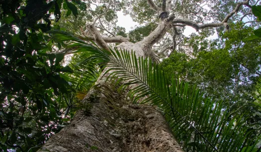 ALERTAS. Hay sospechas sobre rigurosidad en la verificación de stocks de madera de shihuahuaco que sale de Perú. La especie es considerada vulnerable. 