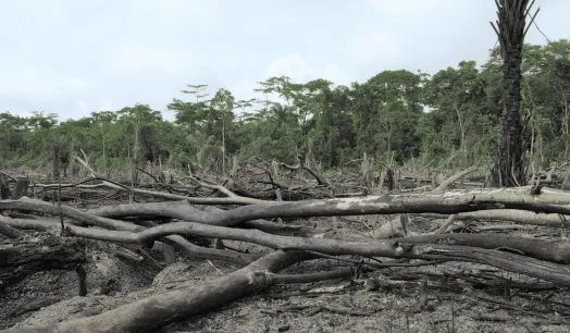 SALUD. La deforestación en la Amazonía está vinculada a 21 enfermedades. Venezuela, Surinam y Perú son los países más afectados por ellas.
