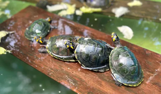 TARICAYAS.  Estas tortugas, que permanecen gran parte de sus vidas en el agua, son una de las principales fuentes de sustento para muchas comunidades que viven en la Amazonía peruana.