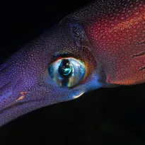 SIN CONTROL. El estudio advierte que los buques operan como una pesquería globalizada que va tras el calamar.