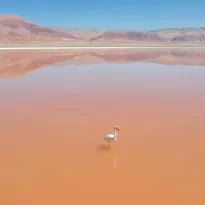PELIGRO. La población de flamencos en el desierto de Atacama disminuyó en los últimos años.