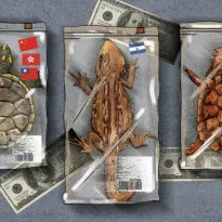 SALIDAS. Entre 2014 y 2023, las tortugas representaron más del 70% de todas las exportaciones de fauna peruana.