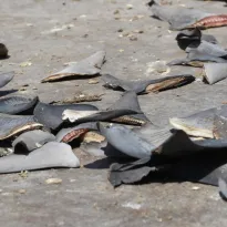 IRREGULARES. El accionar de los funcionarios permitió que se exporten aletas de tiburón por más de USD 883.000. Su procedencia legal no estaba sustentada.