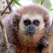 AMENAZADOS. "No podemos seguir mirando cómo perdemos nuestro patrimonio natural", dice César Ipenza. El mono tocón de San Martín es una de las especies más amenazadas en la Amazonía.