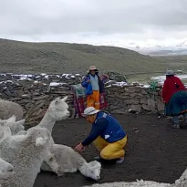 PREOCUPACIÓN. Familias alpaqueras de Pusa Pusa temen que el Midagri desconozca los compromisos asumidos por la ejecución de Majes Siguas II.