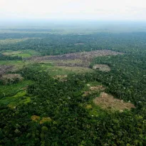 ADVANCE. In recent years, according to UNODC reports, coca leaf cultivation has increased in the Bolivian, Colombian and Peruvian Amazon.