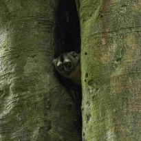 RIESGO. El mono musmuqui es una especie nocturna vulnerable. Los habitantes de la comunidad Cushillo Cocha, en Loreto, piden su protección.