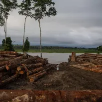 VÍCTIMAS. El registro de Aidesep contabiliza 35 muertes de defensores ambientales desde 2013. Una de las amenazas es la tala ilegal.