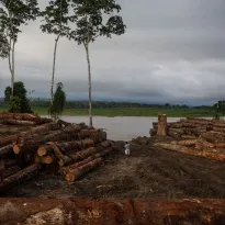 PENDIENTE. Desde mayo del año pasado, con una demanda presentada al Poder Judicial, el Produce se niega a entregar datos sobre empresas madereras. 