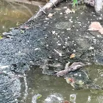 AFECTACIONES. Derrame se extendió 75 kilómetros por el río Pastaza, afectando a comunidades indígenas kichwa y achuar, según informe del OEFA.