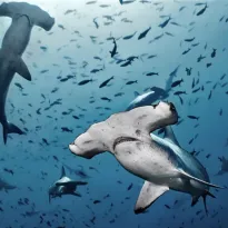 FALENCIAS. Además de falta de planes de gestión, el estudio detectó que solo el 11% de las áreas protegidas tienen como objetivo la conservación de tiburones.