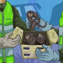 VULNERABLES. A inicios de 2022, se inició una investigación policial que llevó a la captura de los miembros de una red de tráfico de especies, entre ellas monos nocturnos del género Aotus.