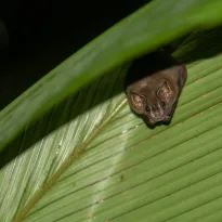 CARACTERÍSTICA. Investigadores han detectado ocho tipos de construcciones desarrolladas por murciélagos para protegerse de sus depredadores.