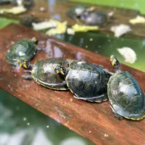 TARICAYAS.  Estas tortugas, que permanecen gran parte de sus vidas en el agua, son una de las principales fuentes de sustento para muchas comunidades que viven en la Amazonía peruana.