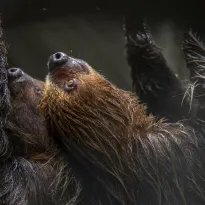VÍCTIMAS. Por sus movimientos lentos, los perezosos son un blanco fácil de tráficantes ilegales que abastecen su demanda como mascota, en zoológicos y en el turismo.
